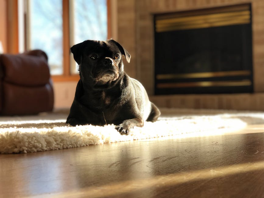The Pros and Cons of Allowing Pets in Your Virginia Beach Rental Property